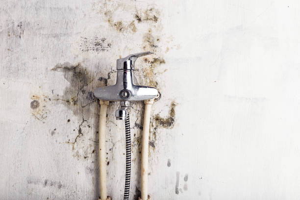 Best Preventive Mold Services in Riverview, MO