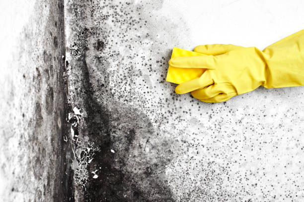 Best Emergency Mold Remediation in Riverview, MO