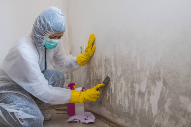 Best Crawl Space Mold Remediation in Riverview, MO