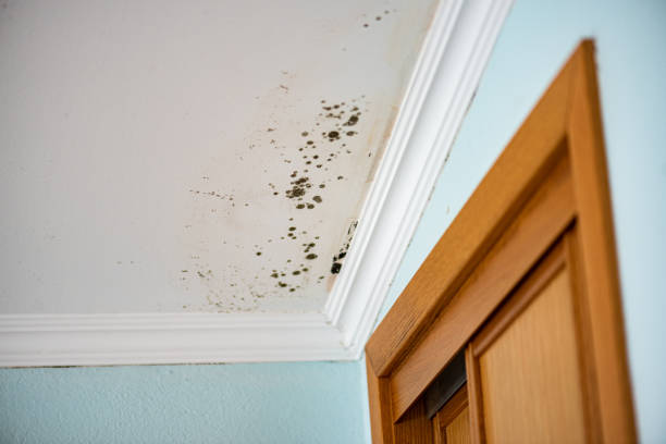 Best Bathroom Mold Remediation in Riverview, MO