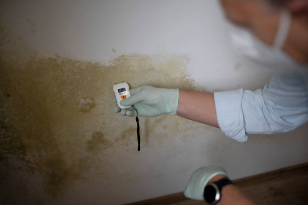 Best Residential Mold Remediation in Riverview, MO