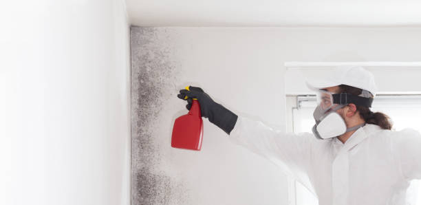 Best Mold Testing and Inspection Services in Riverview, MO