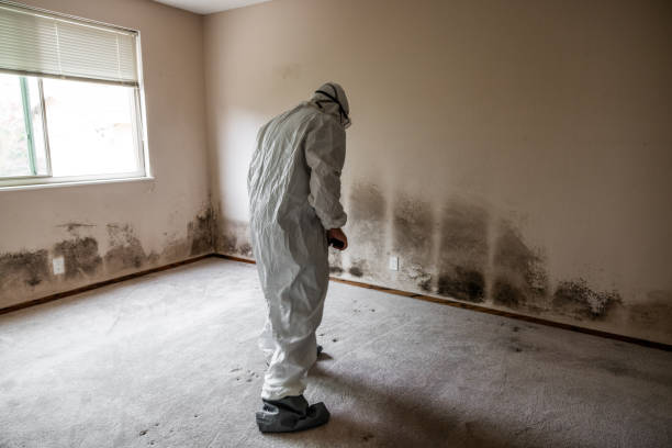Best Basement Mold Remediation in Riverview, MO