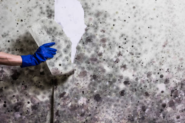 Best Industrial Mold Remediation in Riverview, MO