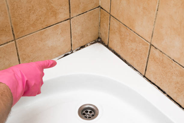Best Preventive Mold Services in Riverview, MO